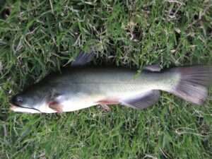 Black Bullhead Catfish Identification Guide