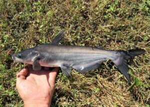 Blue catfish juvenile identification guide.