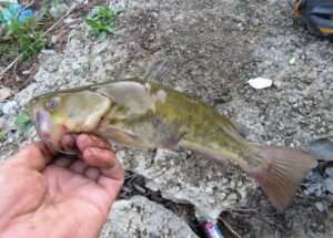Brown Bullhead Catfish Identification Guide