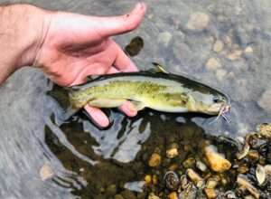 Flat Bullhead Catfish Identification Guide