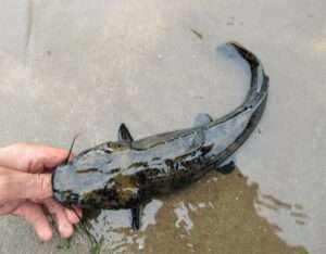 Flathead Catfish Identification Guide