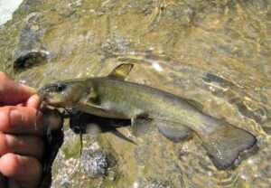 Snail Bullhead Catfish Identification Guide