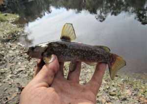 Spotted Bullhead Catfish Identification Guide