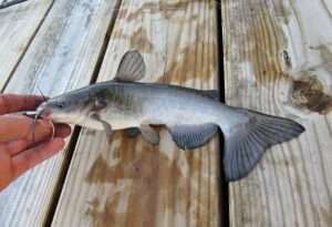 White Catfish Identification Guide