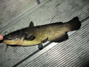 Yellow Bullhead Identification Guide