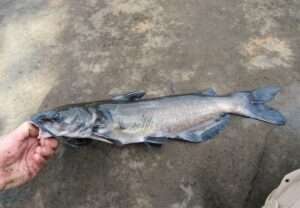Channel catfish adult identification guide to catfish of the Southeastern USA