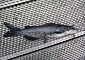 Channel catfish juvenile. Notice the deeply forked tail and rounded anal fin.